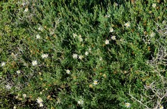 Brachyscome ciliaris