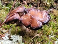 Gyromitra infula