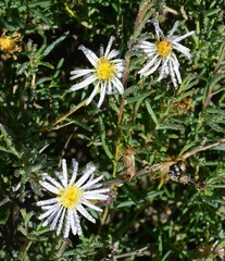 Brachyscome ciliaris