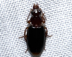 Plochionus