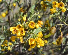 Senna artemisioides