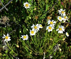 Brachyscome ciliaris