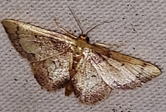Idaea demissaria