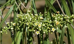 Geijera parviflora
