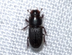 Ataenius gracilis