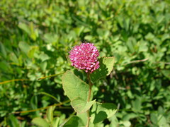 Spiraea splendens