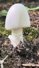 Amanita virosa