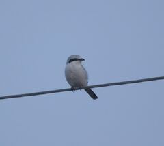 Lanius excubitor