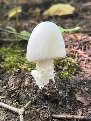 Amanita virosa