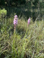 Liatris spicata