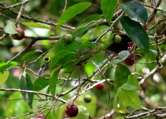 Chloropsis sonnerati