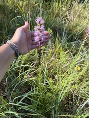 Liatris spicata