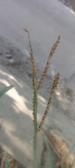 Paspalum pubiflorum
