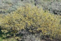 Senna artemisioides