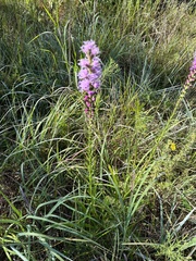 Liatris spicata