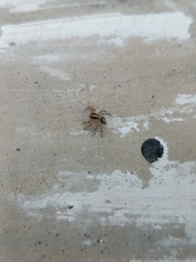 Plexippus paykulli