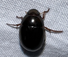 Tropisternus collaris viridis