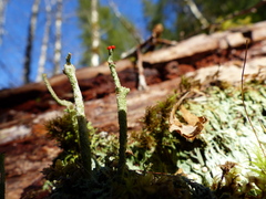 Cladonia macilenta