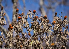Cnicothamnus lorentzii