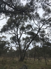 Eucalyptus bridgesiana