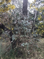 Eucalyptus bridgesiana