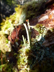 Cladonia macilenta