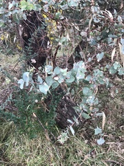 Eucalyptus bridgesiana