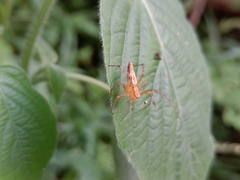 Oxyopes sertatus