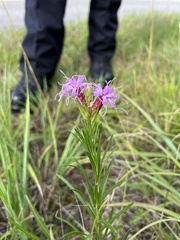 Liatris cylindracea
