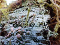 Cladonia macilenta