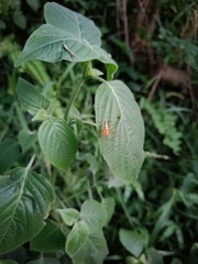 Oxyopes sertatus