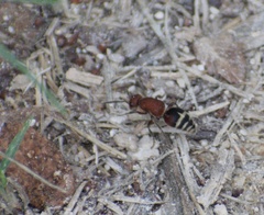 Timulla ferrugata