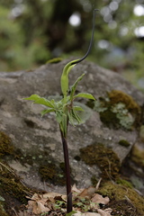 Arisaema tortuosum