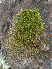 Ptychostomum capillare