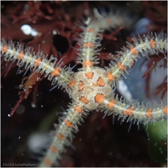 Ophiothrix spiculata
