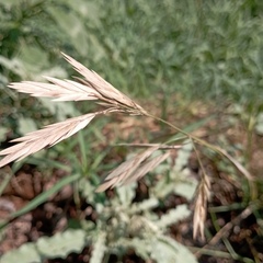 Bromus catharticus