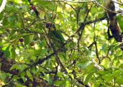 Psilopogon chrysopogon