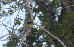 Geothlypis philadelphia