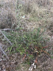 Pyracantha angustifolia