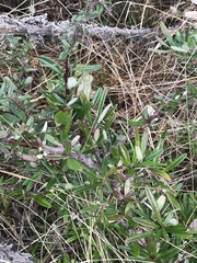 Pyracantha angustifolia