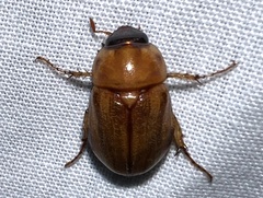 Cyclocephala