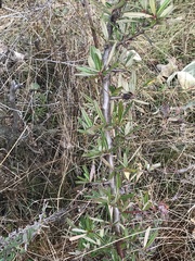 Pyracantha angustifolia