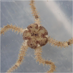 Amphipholis squamata