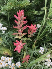 Castilleja rhexiifolia