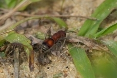 Pseudomethoca simillima