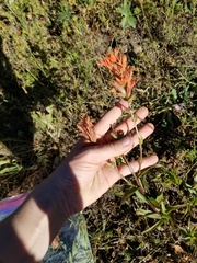 Castilleja angustifolia