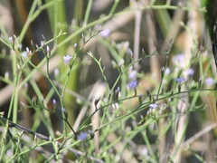 Limonium carolinianum