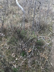 Xerochrysum viscosum