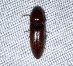 Melanotus morosus