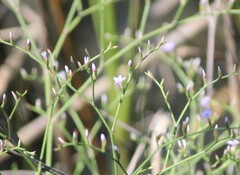 Limonium carolinianum